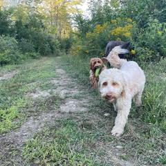 Australian Cobberdog Puppies from Faberge Australian Cobberdogs