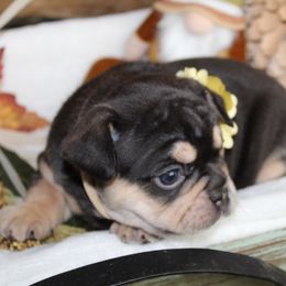 Bulldog and French Bulldog Puppies from Over the Mhoon Bullies & Royal Frenchies