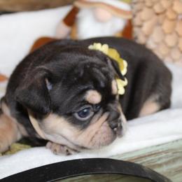 Bulldog and French Bulldog Puppies from Over the Mhoon Bullies & Royal Frenchies