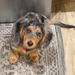 Spud - Dapple male Dachshund puppy in Winter Haven, Florida from Davidson's Dachshunds