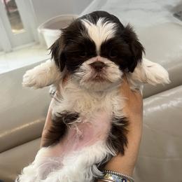 Shih Tzu Puppies from Mayra’s Shih Tzus
