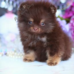 AKC Fudge - Chocolate and tan male Pomeranian puppy in Sacramento, California from My Precious Poms
