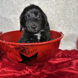 Blue - Black male Dachshund puppy in South Willard, Utah from Doxies in the Sun