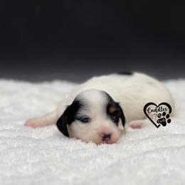 Tink - Piebald female Dachshund puppy in Nashville, Arkansas from Cuddles n Curls