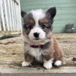 Tica (red) fluffy - Sable and white female American Corgi puppy in East Oakdale, California from Rhettro Kennels