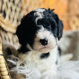 Bernie - Black and white male Bernedoodle puppy in Natural Bridge, Virginia from Rockbridge Puppies