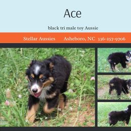 Ace - Black tri male Toy Australian Shepherd puppy in Asheboro, North Carolina from Stellar Aussies