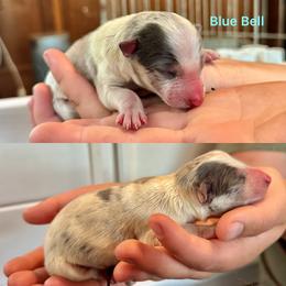 Blue Bell - Slate merle male Border Collie puppy in Santa Cruz, California from Von Guadachi German Shepherds & Audacity Border Collies