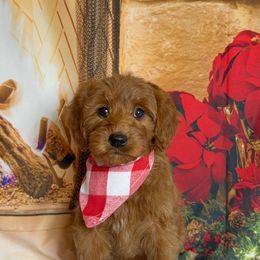 Iris - Apricot female Goldendoodle puppy in Pocasset, Massachusetts from Mini Goldendoodles of Cape Cod