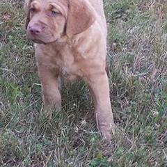 Chesapeake Bay Retrievers and Portuguese Water Dogs from Marilyn Stevens