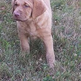 Chesapeake Bay Retrievers and Portuguese Water Dogs from Marilyn Stevens