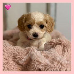 Girl 5 - Blenheim female Cavachon puppy in Smoot, Wyoming from Designer Mountain Mutts