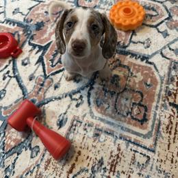 Dachshund Puppies from Thomas Homestead and Rabbitry