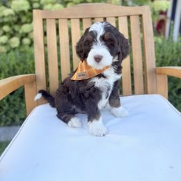 Ernie - Tri-color male Bernedoodle puppy in Springville, Utah from JW Doodles