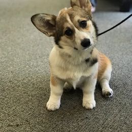 Pembroke Welsh Corgi Puppies from Heulyn Corgis