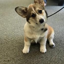 Pembroke Welsh Corgi Puppies from Heulyn Corgis