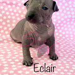 Eclair - Slate Xoloitzcuintli puppy in Dillwyn, Virginia from Simply Xolos