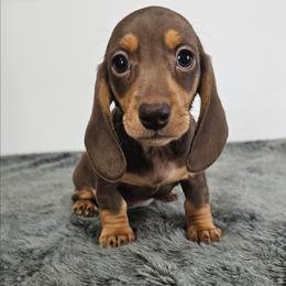 Chocolate and tan female 1 - Chocolate and tan female Dachshund puppy in Belle Rive, Illinois from Akin's Miniature Dachshunds, LLC