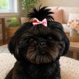 Bubbles - Shih Tzu