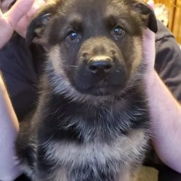 German Shepherd Puppies from Persevere Kennels