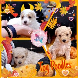 Cavapoo, Goldendoodle, Poodle, and Shihpoo Puppies from Sugarland's Texas Goldendoodles