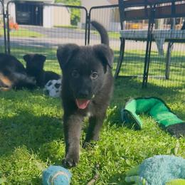 Purple collar - Black female German Shepherd puppy in Marion, Ohio from Legacy K9’s