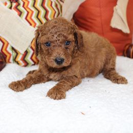 Boo - Apricot male Poodle puppy in Stokesdale, North Carolina from His and Hers Poodles and Doodles