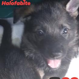 German Shepherds from Griffin's Mountain Kennel