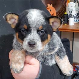 Full mask female - Blue speckled female Australian Cattle Dog puppy in Lenoir, North Carolina from Blue Coyote Ranch