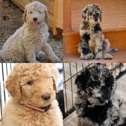 Goldendoodle Puppies from FurEver Friends Doodles