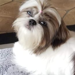 Shih Tzu Puppies from Good Roots Shih Tzu's