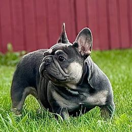 Raquel - French Bulldog