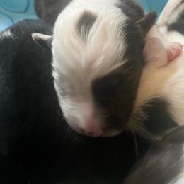 Girl 2 - Chocolate female Border Collie puppy in Salem, Oregon from Croisan Creek Border Collies