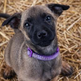 Lily - female Dutch Shepherd puppy in Clarksville, Tennessee from Vuurhart Herders