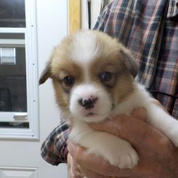 Boy 5 - Red Pembroke Welsh Corgi puppy in Salem, Missouri from Nistler's Farm Corgis