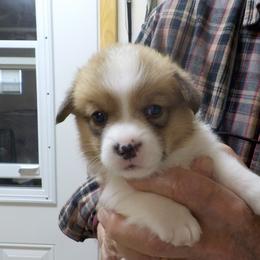 Boy 5 - Red Pembroke Welsh Corgi puppy in Salem, Missouri from Nistler's Farm Corgis
