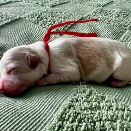 Marshall (Red) - Blenheim male Cavapoo puppy in West Haven, Utah from Harper Haven Cavapoos & Doodles