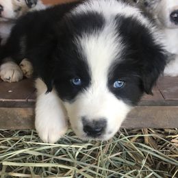 Australian Shepherd Puppies from Rolling Bend Aussies