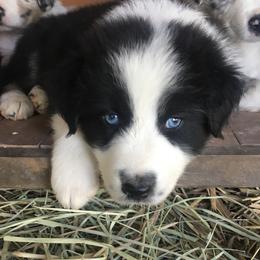 Australian Shepherd Puppies from Rolling Bend Aussies