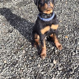 Arktouse - Rottweiler