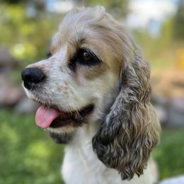 Ash - Cocker Spaniel