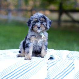 Teal collar - Blue merle female Bernedoodle puppy in Spokane, Washington from Doodle Love