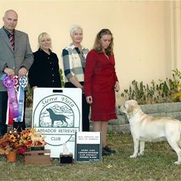 Labrador Retriever All Grown Up from Shadowhawk Labrador Retrievers