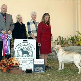 Labrador Retriever All Grown Up from Shadowhawk Labrador Retrievers