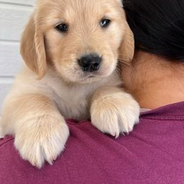 Golden Retriever Puppies from Jackson Farm Kennels