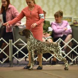 German Shorthaired Pointer All Grown Up from Windward German Shorthaired Pointers