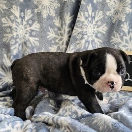 Boy 2 - Black brindle and white male Boston Terrier puppy in Gore, Oklahoma from Ford's Traditional and Colored Boston Terriers