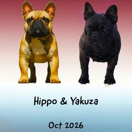 French Bulldog puppies from Reds Frenchies