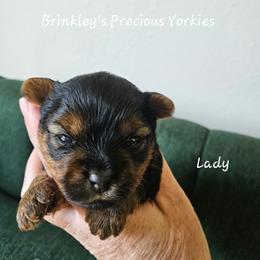 Lady - Black and tan female Yorkshire Terrier puppy in West Plains, Missouri from Brinkley Yorkies