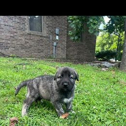 Anatolian Shepherd Dog Puppies from Swan Falls Farm